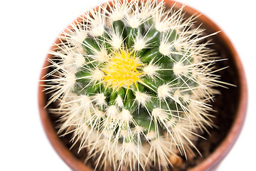 Image showing cactus