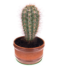 Image showing cactus