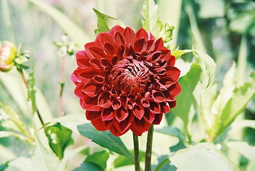 Image showing Red Dahlia