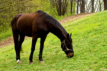 Image showing Horse on a meadow