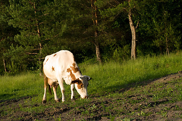 Image showing Cow on meadow