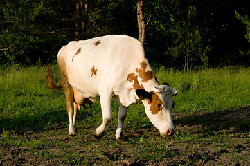 Image showing Cow on meadow