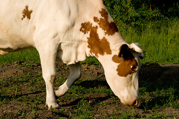 Image showing Cow on meadow