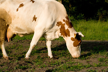 Image showing Cow on meadow