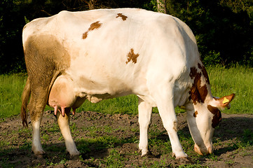 Image showing Cow on meadow