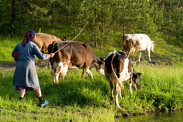 Image showing Cow on meadow