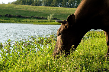 Image showing Cow on meadow