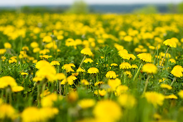 Image showing Field of dandelions