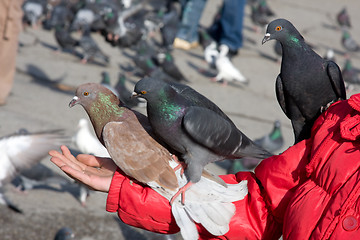 Image showing Three doves are sitting on the arm girl