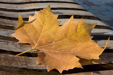 Image showing maple autumn leaf on an old bench