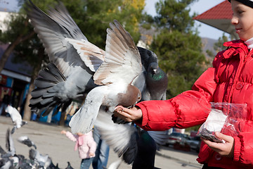 Image showing Doves eat seeds from the hands of a girl