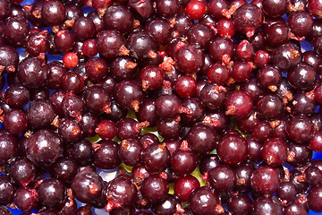 Image showing currant