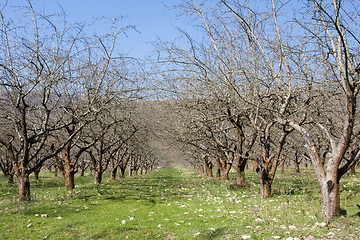 Image showing spring abandoned apple orchard