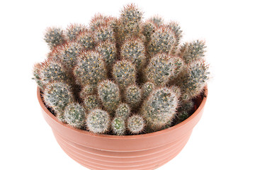 Image showing cactus 