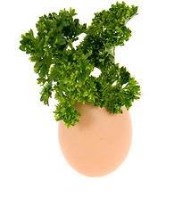 Image showing egg