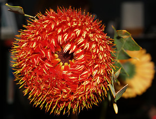 Image showing Red flower