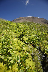 Image showing mountain spring