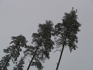 Image showing Three great pine tree