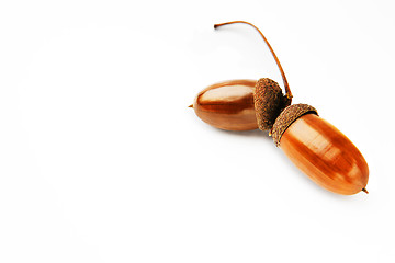 Image showing Acorns on a white background