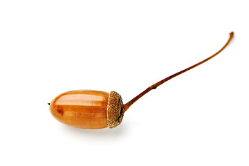 Image showing Acorn on a white background