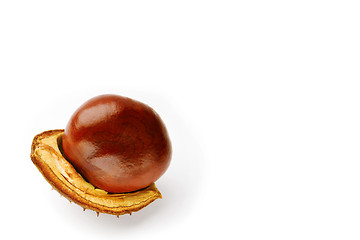 Image showing Chestnut on a white background