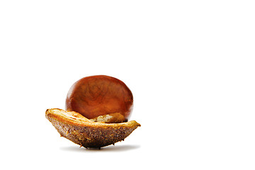 Image showing Chestnut on a white background