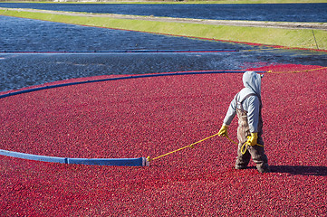Image showing Cranberries
