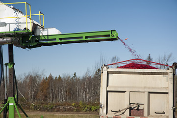 Image showing Cranberries