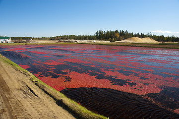 Image showing Cranberries