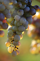 Image showing Grape