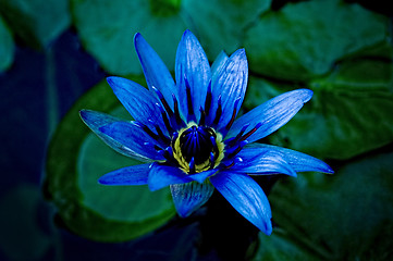 Image showing Beautiful image of a purple/blue and yellow water lily