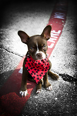 Image showing Image of a cute puppy with red bandana