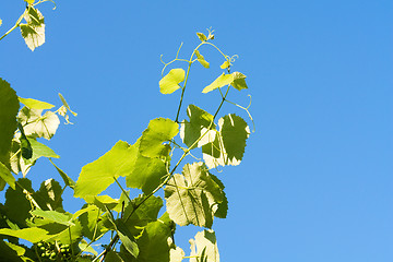 Image showing grapevine