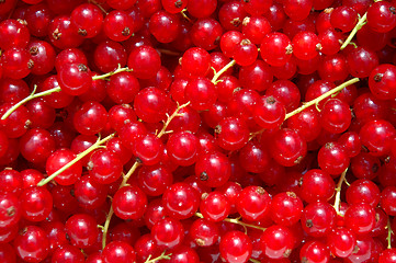 Image showing Red currant