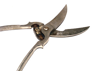 Image showing poultry shears,
