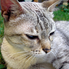 Image showing Cat