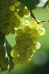 Image showing Grape