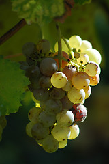 Image showing Grape