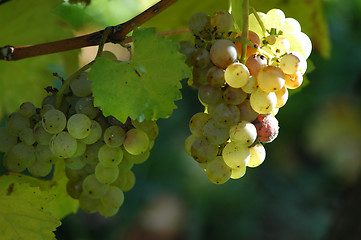 Image showing Grape