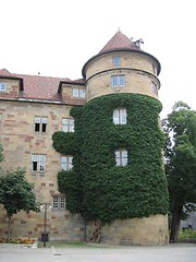 Image showing Ivy on building