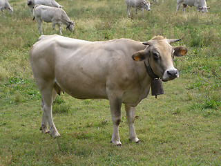 Image showing Cow cattle