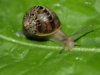 Image showing Snail slug on lettuce