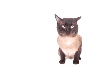 Image showing Siamese cat 