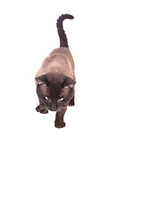 Image showing Siamese cat 