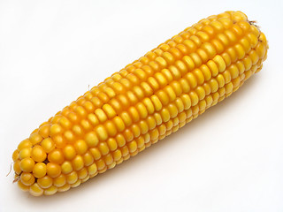 Image showing Corn