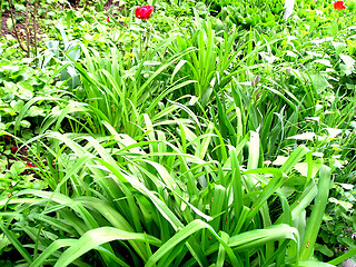 Image showing Green meadow