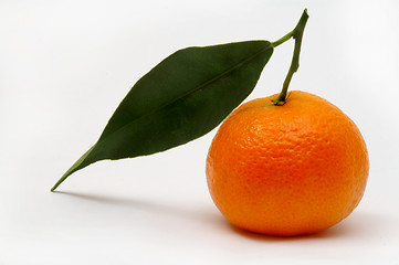 Image showing Tangerine