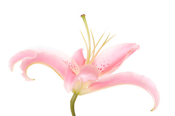 Image showing pink exotic flower