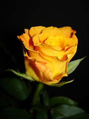 Image showing              Rose