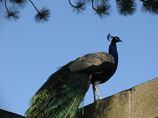 Image showing Peacock